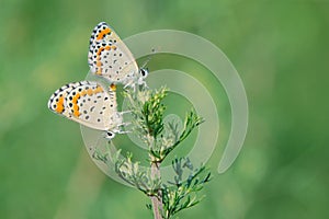 mating butterfly