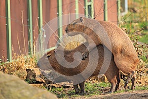 Mating capybaras