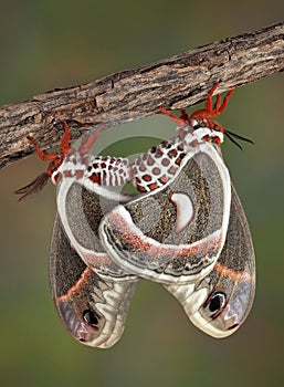 Mating Cecropia moths