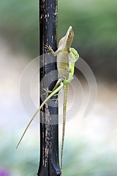 Mating Chameleon Green Anole Lizards, Georgia USA