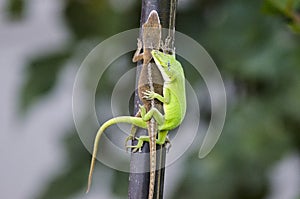 Mating Chameleon Green Anole Lizards, Georgia USA