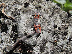 Mating chnich bugs on the stone Lygaeus pandurus