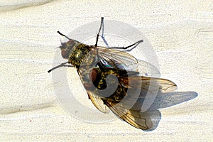Mating cluster flies