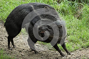 Mating collared peccaries