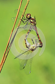 Mating common darters