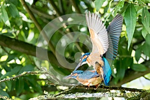 Mating common Kingfishers