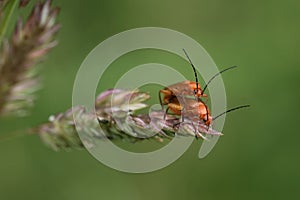 Mating of common red soldier beetles