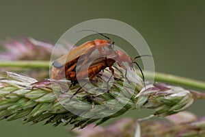 Mating of common red soldier beetles