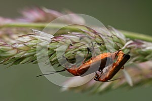 Mating of common red soldier beetles