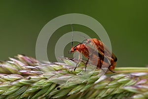 Mating of common red soldier beetles