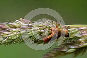 Mating of common red soldier beetles