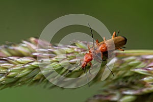 Mating of common red soldier beetles