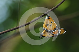The mating of common tiger butterfly.