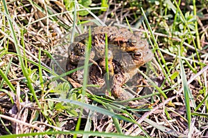 Mating Common Toad Couple