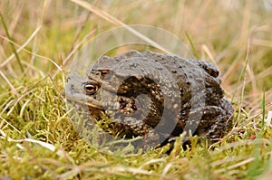 Mating Common toad Bufo bufo