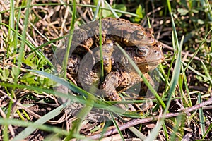 Mating Common Toad