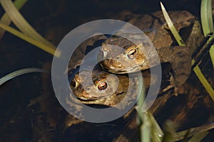 Mating Common Toads Bufo bufo in a pond.