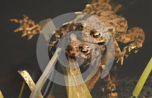 Mating Common Toads Bufo bufo in a pond.