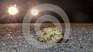 Mating common toads crossing road at night