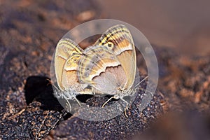 Mating couple of Coenonympha saadi , Persian heath butterfly