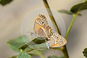 Mating couple of Coenonympha saadi , Persian heath butterfly