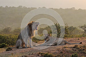 Mating couple of Lions (Panthera leo krugerii)