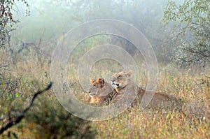 Mating couple in the mist