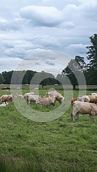 mating cows in a meadow