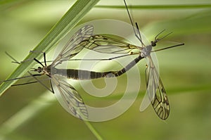 Mating Craneflies