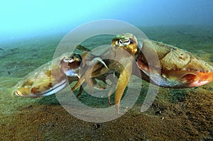 Mating cuttle-fishes