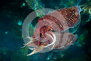 Mating cuttlefish photo