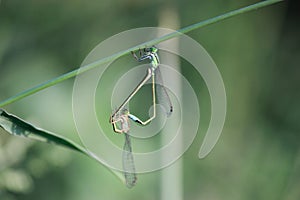 Mating damsefly dragonfly insect