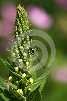 Mating damselflies