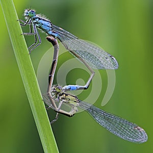 Mating Damselflies