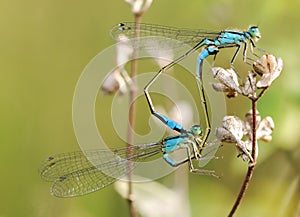 Mating damselflies