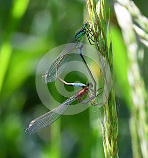 Mating Damselflies on grass stem