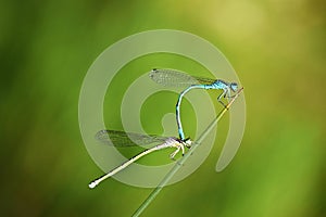 The mating damselflies on green stick in green bokeh background , Zygoptera
