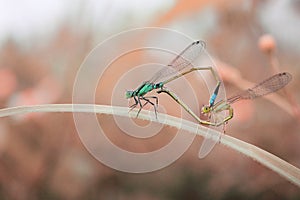 Mating Damselfly love insects close up