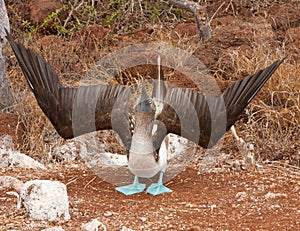 Mating Dance of Blue Footed Booby