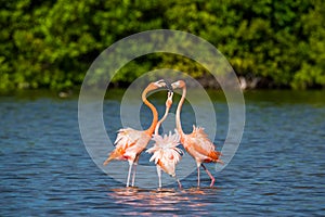 Mating dance Caribbean flamingos ( Phoenicopterus ruber ruber )