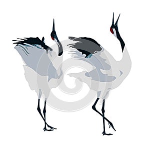 Mating dance of cranes