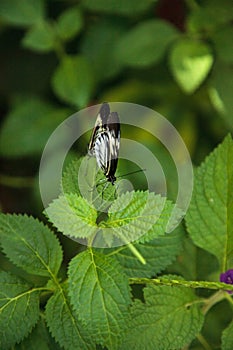 Mating dance of several Piano key butterfly Heliconius melpomene