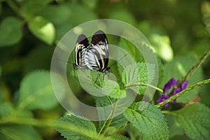 Mating dance of several Piano key butterfly Heliconius melpomene