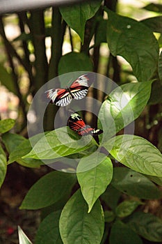 Mating dance of several Piano key butterfly Heliconius melpomene