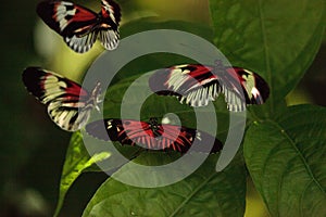 Mating dance of several Piano key butterfly Heliconius melpomene