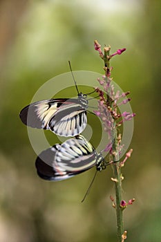 Mating dance of several Piano key butterfly Heliconius melpomene