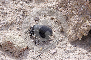 Mating Darkling Beetles at the Dugway Geode Beds