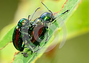 Mating Dogbane Beetles
