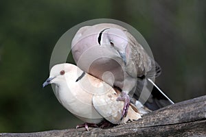 Mating Dove Birds