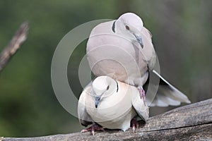 Mating Doves